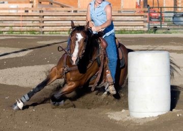 O líquido sinovial é tóxico para os tendões do cavalo