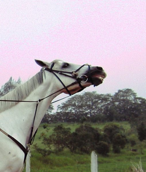 Cavalo batendo ou balançando a cabeça