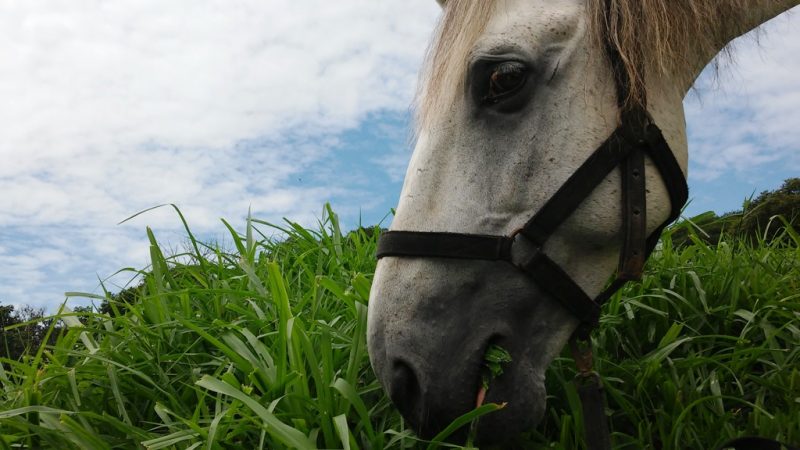 Nutrição equina