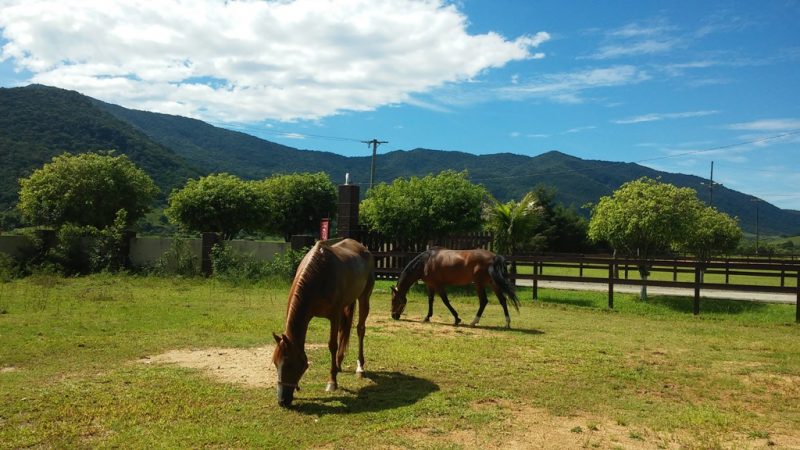 Animal necessita de bem-estar para garantir seu desempenho e sua saúde