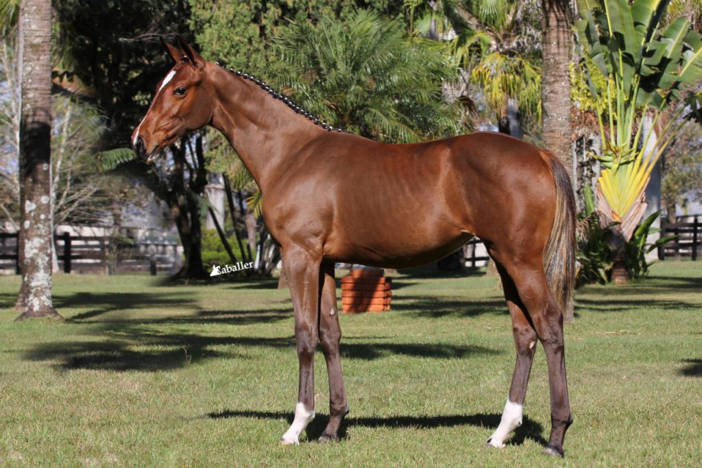 Dallas Mystic Rose linhagem e conformação perfeita