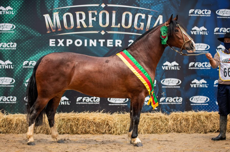 Cavalo Crioulo apresenta seus campeões da Expointer Digital 2020