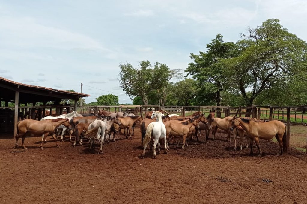 Cavalo Crioulo Tocantins