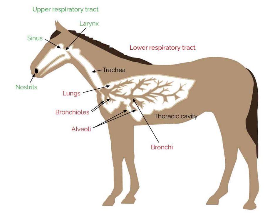 A asma equina grave afeta cerca de um em cada sete cavalos (cerca de 14%) no hemisfério norte.
