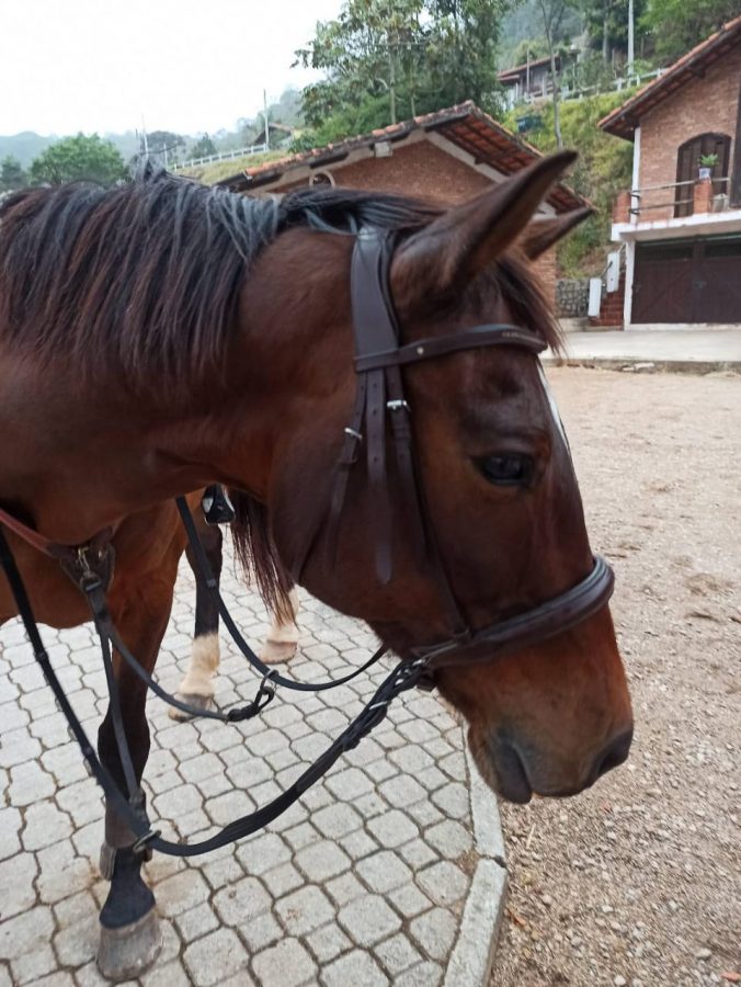 Embocaduras para cavalos: veja os tipos, consequências do uso e muito mais!