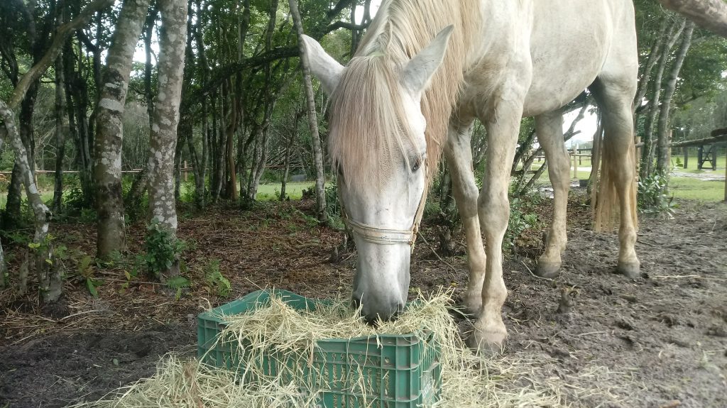 Cavalo não come