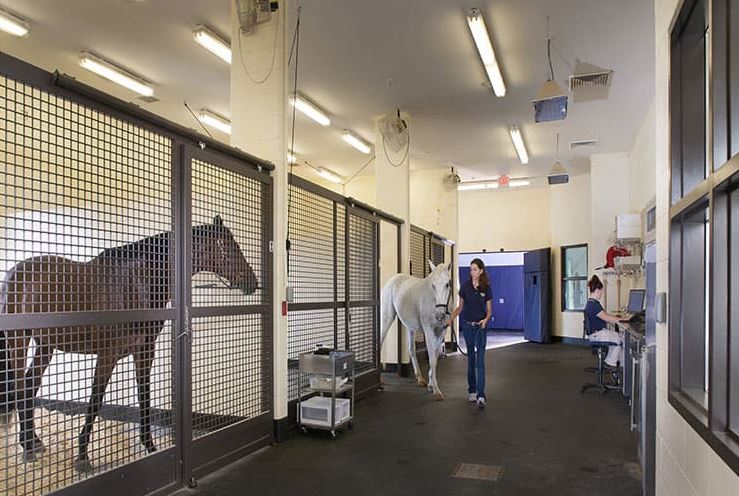 Projete seu hospital de cavalos para a prevenção de infecções