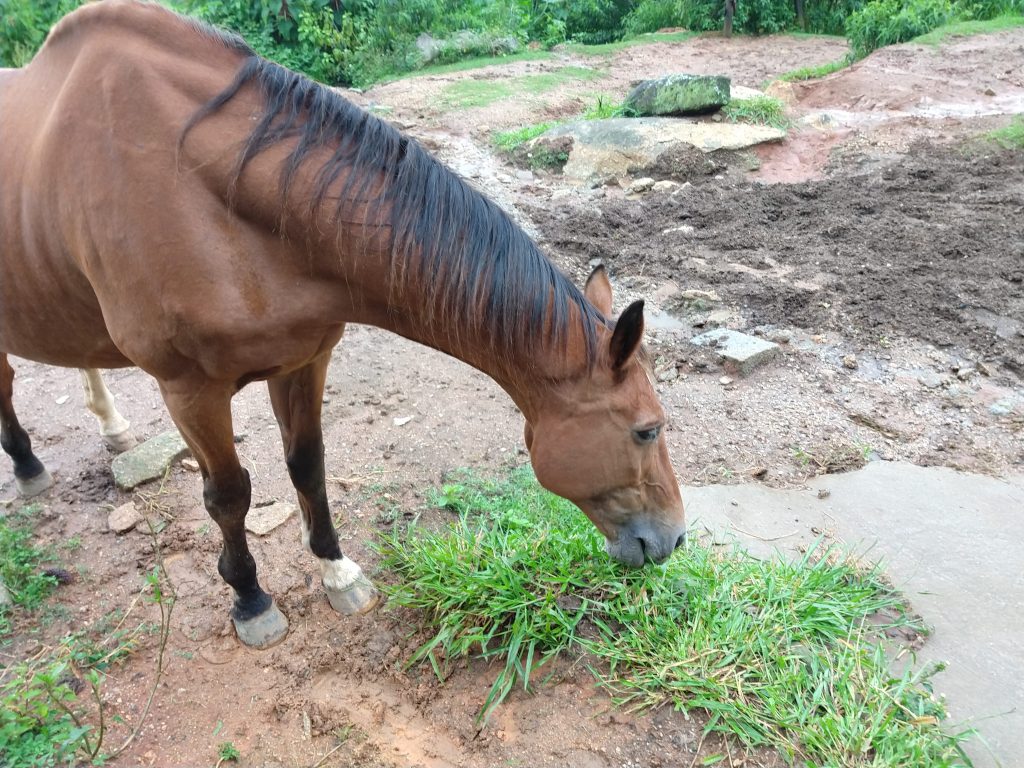 Cavalo idoso