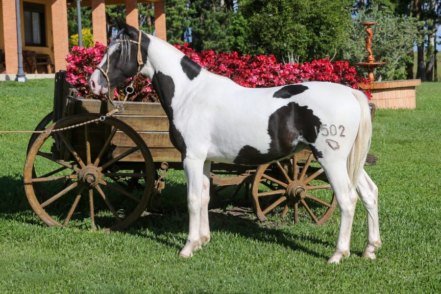 Mancha Crioula traz destaques do Cavalo Crioulo em leilão