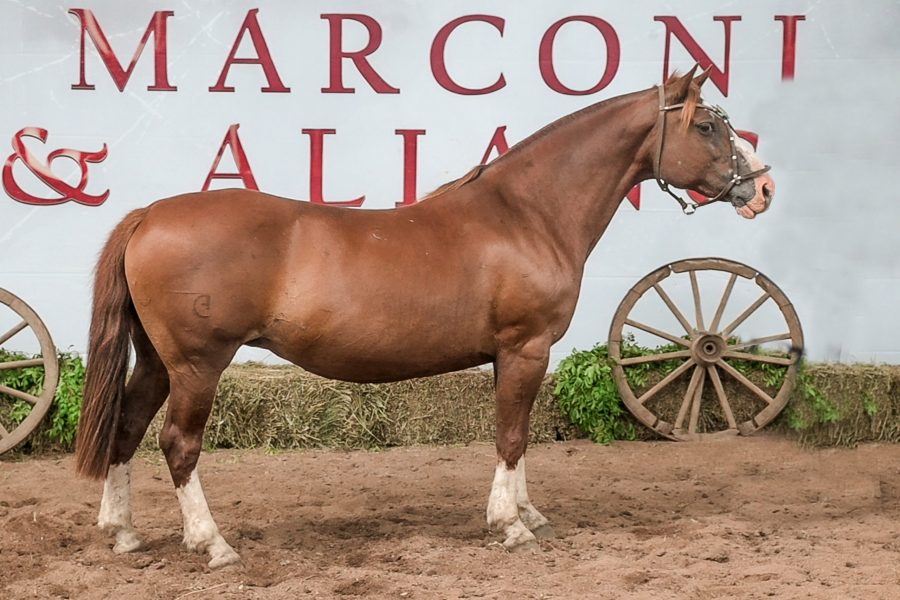 Leilão Marconi & Aliança oferece animais comprovados da raça Crioula