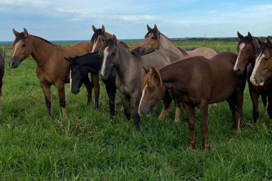 Cavalo Crioulo Mato Grosso - Crédito Lucas Lau