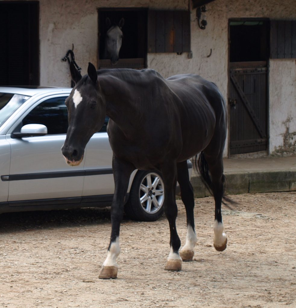 Cavalo idoso