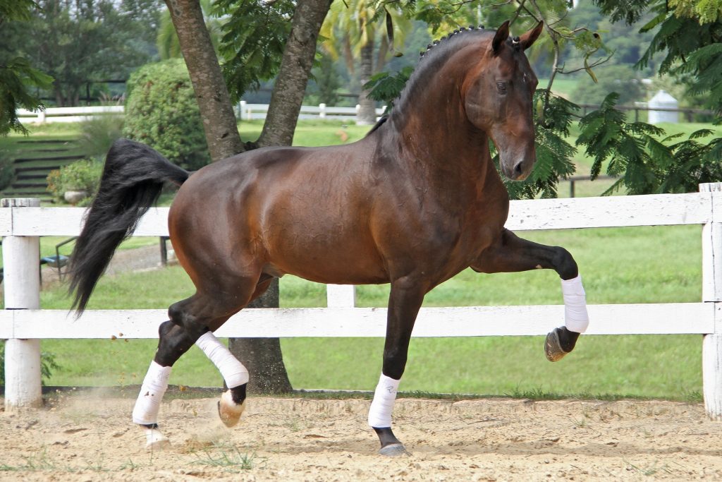 39ª Expo Internacional do Cavalo Lusitano 1