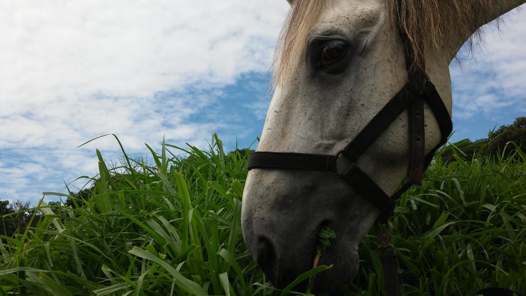 Alimentação dos cavalos mito