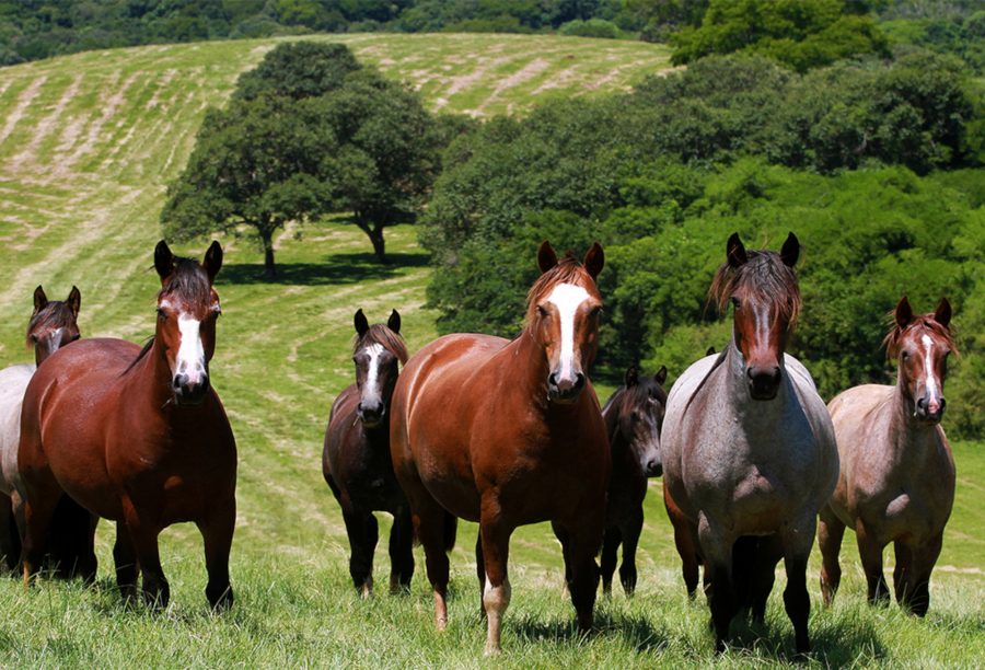 Cavalos Crioulos - Crédito JG Martini