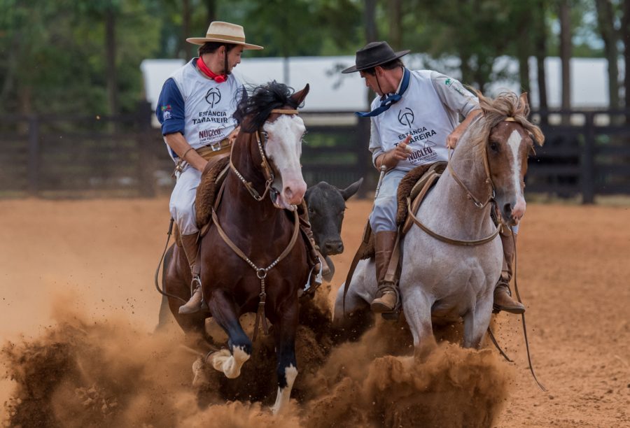 Tradicional evento do Cavalo Crioulo em São Paulo é retomado nesta semana