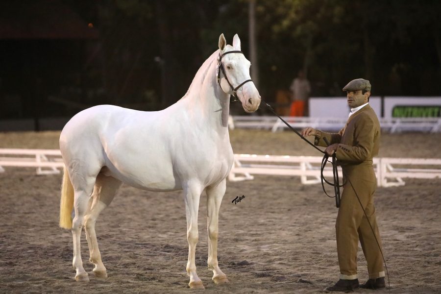 Sociedade Hípica Paulista recebe a 40ª Expo Internacional do Cavalo Puro Sangue Lusitano  – Atenção alteração do local do evento