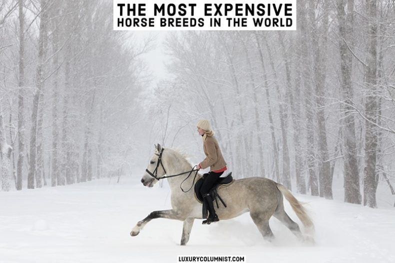 Cavalos mais caros