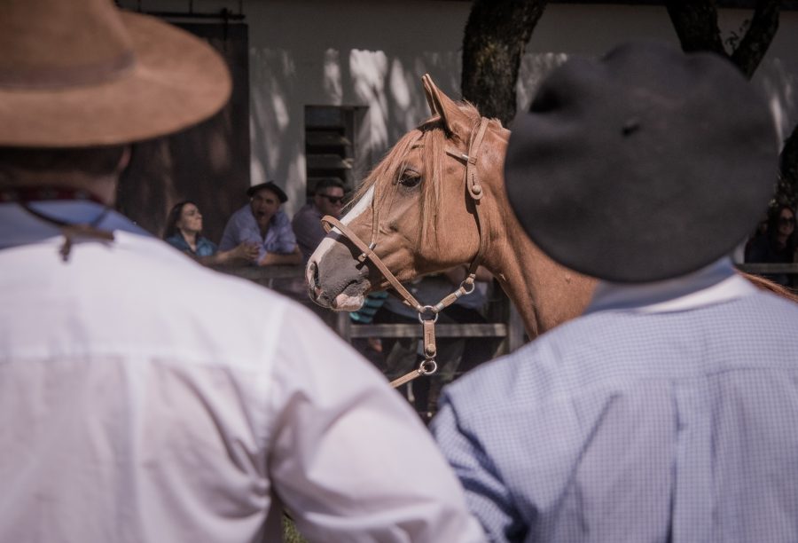Município de Rolante recebe nova etapa de Passaporte do Cavalo Crioulo
