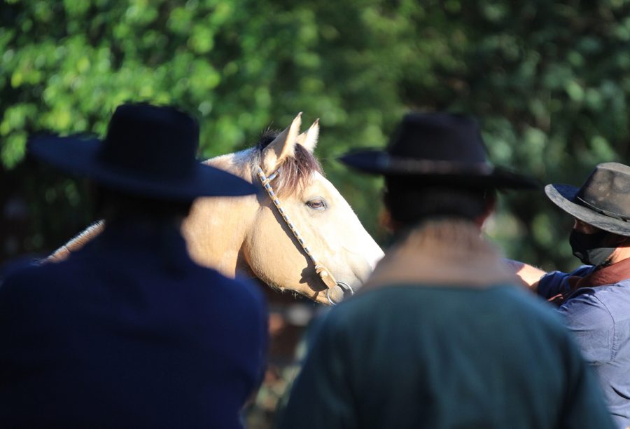 Uruguaiana encerra ciclo de Exposições Passaporte do Cavalo Crioulo