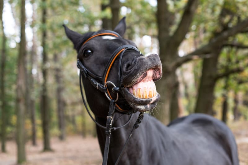 dente de cavalo