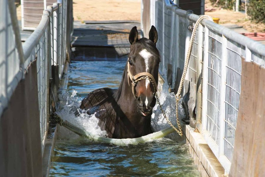 Hidroterapia para Reabilitar e Condicionar Cavalos