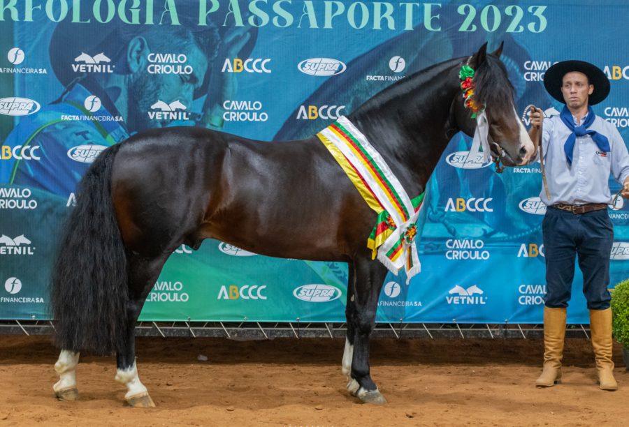 Cavalo de Bagé leva o título de Melhor Exemplar da Raça da Expo Outonal