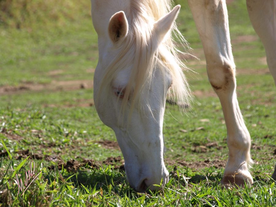 5 erros comuns na alimentação de cavalos