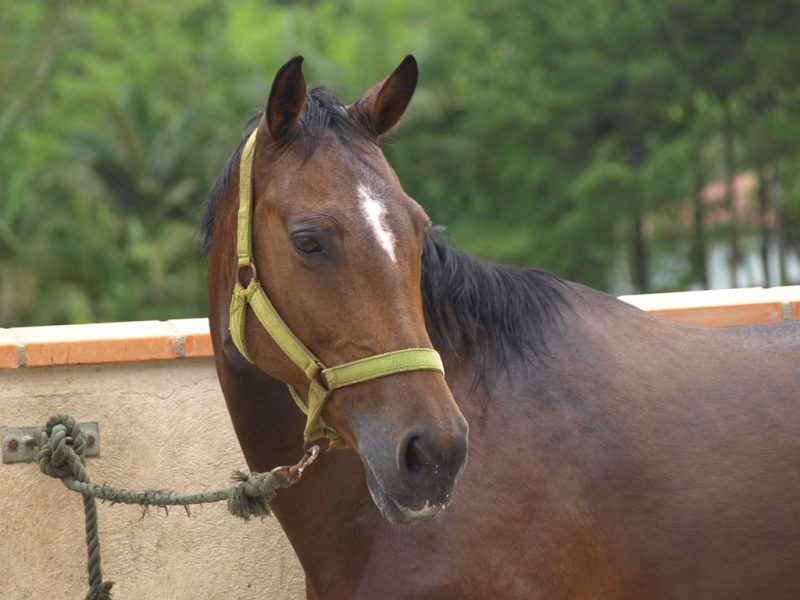 Você conhece as expressões do seu cavalo?