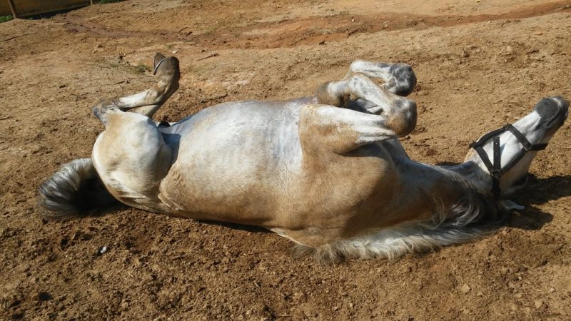 Cavalo com coceira, todos convivemos com esse problema em algum momento