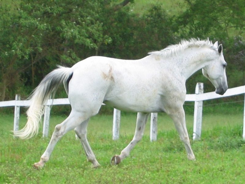 A imagem do cavalo está associada a muitos significados simbólicos