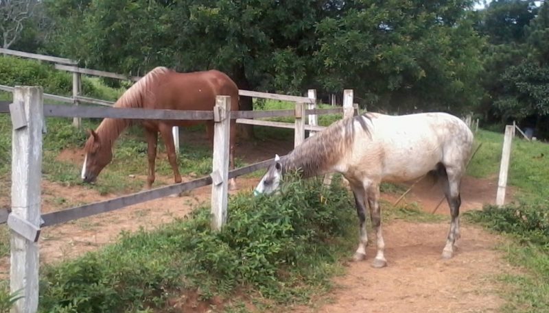 10 plantas e produtos químicos que são tóxicos para cavalos