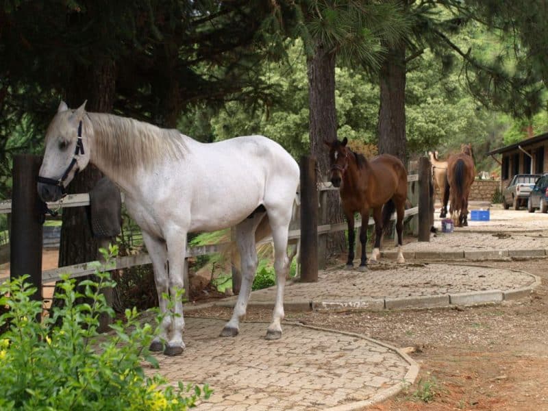 Estabulagem para cavalos