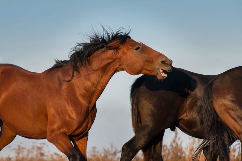 Cavalos que mordem