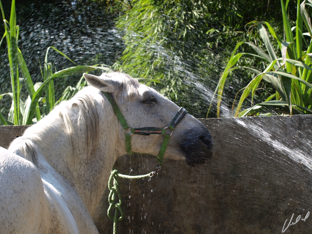 Água para o cavalo