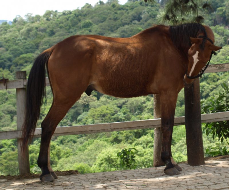 Cavalo experiente - Passieur