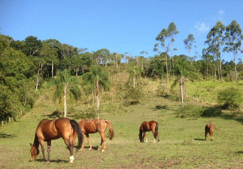 5 maneiras de melhorar a dieta do seu cavalo no ano novo