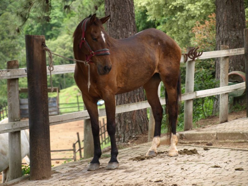 Que ferimentos um cavalo pode ter ao recuar?