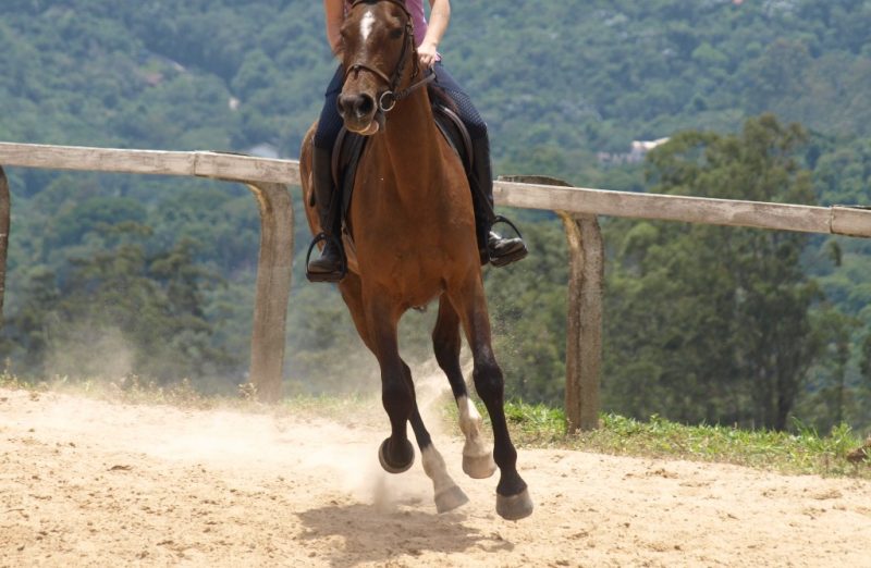 Qual é o impacto do piso no desempenho ou lesão dos cavalos