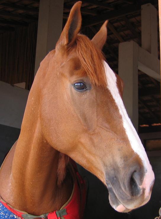 Estudo: Cavalos Podem Sorrir … da Maneira Própria