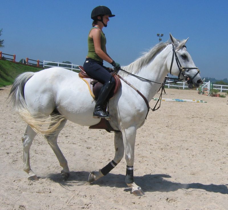 Identificando indicadores de dor comportamental em cavalos montados