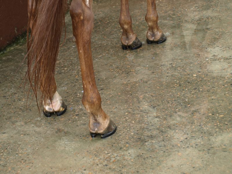 Qual é o formato das patas do meu cavalo?