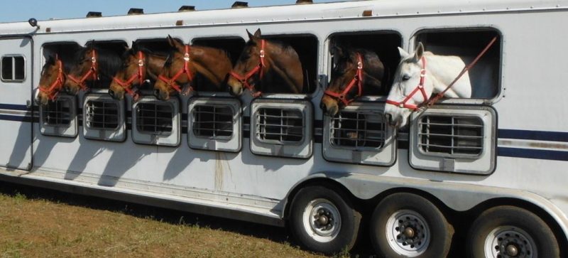 7 dicas de segurança para cavalos de transporte