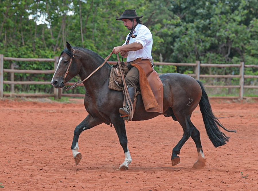 Brasil Central se destaca na compra de cavalos Crioulos em leilão virtual