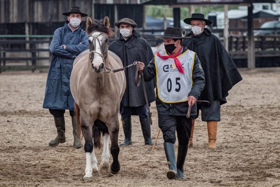 Cavalo Crioulo foi referência de combate à pandemia para seguir atividades