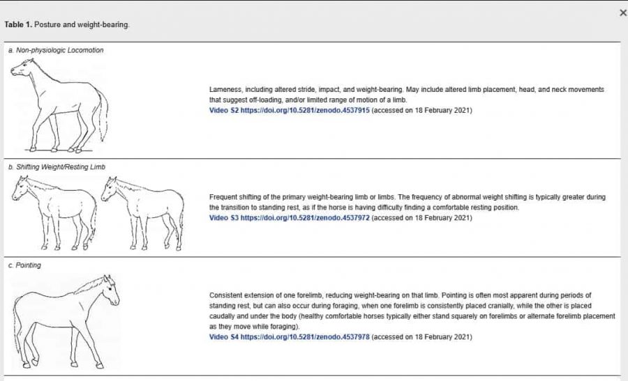 Novo etograma descreve mais de 70 comportamentos de desconforto em cavalos