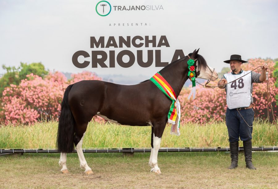 Mancha Crioula premia égua de Rolante como melhor exemplar da raça na exposição