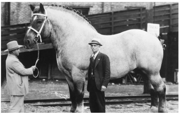 Este é o maior cavalo que já existiu?￼
