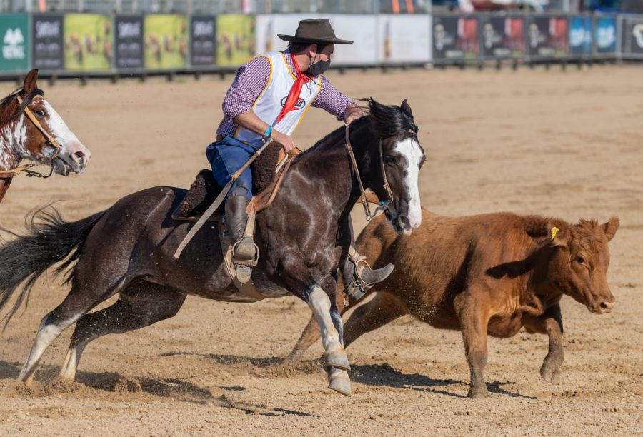 Pista do Cavalo Crioulo recebe Classificatória Gaúcha Sul durante a Fenasul Expoleite