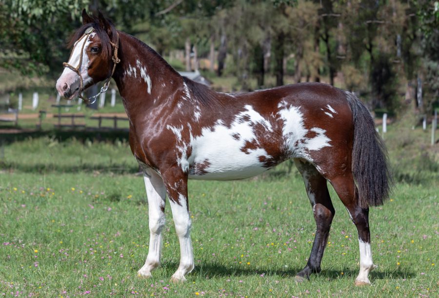 Qualidade genética e morfológica marca leilão virtual Pura Pinta de Cavalos Crioulos pelagem Tobiana, Oveira ou Bragada